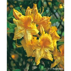 Rhododendron 'Goldpracht'