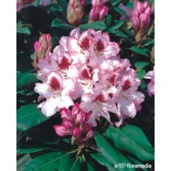 Rhododendron 'Hachmann's Charmant'
