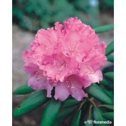 Rhododendron 'Kalinka'