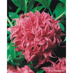 Rhododendron 'Homebush'