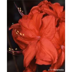 Rhododendron 'Nabucco'