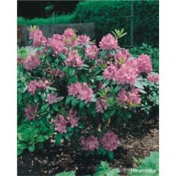 Rhododendron 'Rasputin'
