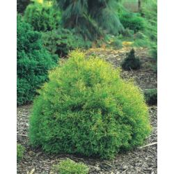 Thuja occidentalis 'Rheingold'