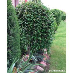 Salix integra 'Pendula'