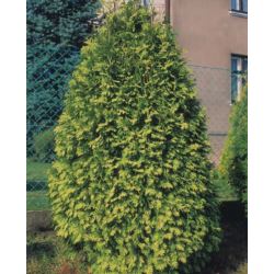 Thuja occidentalis 'Wareana Lutescens'