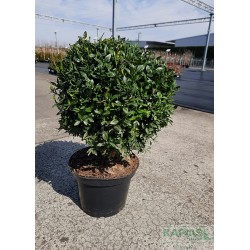 Buxus sempervirens - f. kula