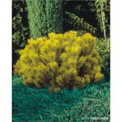 Pinus mugo 'Winter Gold'
