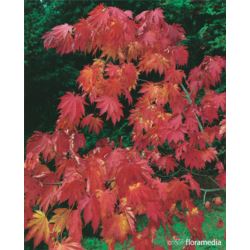 Acer japonicum 'Aconitifolium'