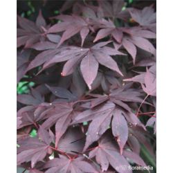 Acer palmatum 'Bloodgood'