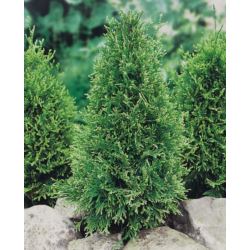 Thuja occidentalis 'Stolwijk'