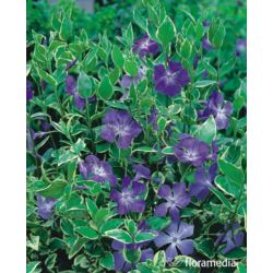 Vinca minor 'Variegata'