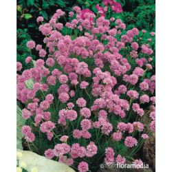 Armeria
