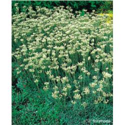 Antennaria