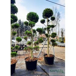 Chamaecyparis lawsoniana 'Ivonne'