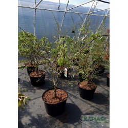 Acer japonicum 'Aconitifolium'
