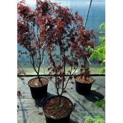 Acer palmatum 'Bloodgood'