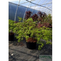 Acer palmatum 'Dissectum'