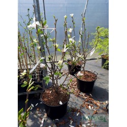 Magnolia 'Green Diamond'