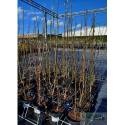 Magnolia sieboldii