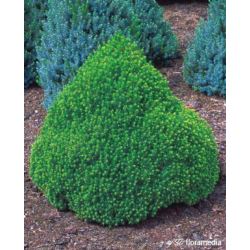 Picea glauca 'Alberta Globe'