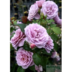 Rosa LADY PERFUME 'Jagoda'