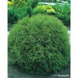 Thuja occidentalis 'Little Champion'