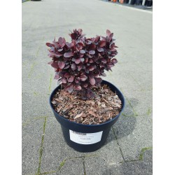 Berberis thunbergii 'Concorde'