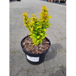 Berberis thunbergii 'Golden Tower'
