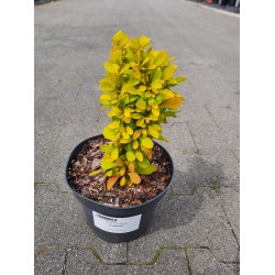 Berberis thunbergii 'Sunbeam'