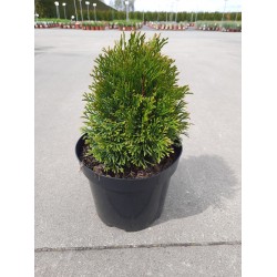 Thuja occidentalis 'Green Bubble'