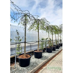 Ulmus 'Camperdownii'