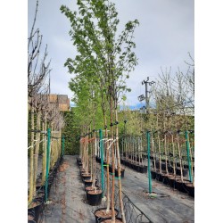 Sorbus aucuparia 'Wettra'