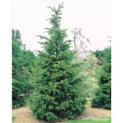 Picea omorika