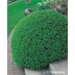 Buxus sempervirens