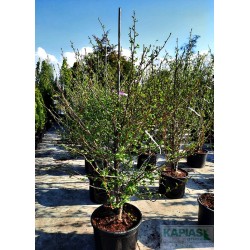 Ginkgo biloba 'Fastigiata'