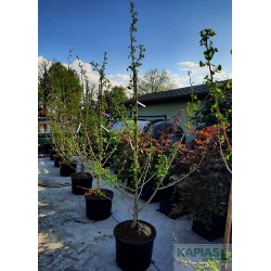 Ginkgo biloba