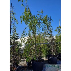 Fagus sylvatica 'Pendula'
