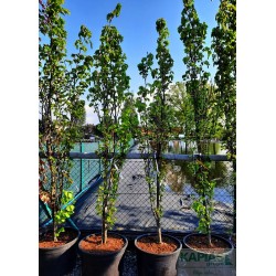 Fagus sylvatica 'Dawyck Gold'
