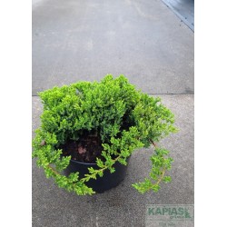 Juniperus procumbens 'Nana'