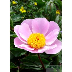 Paeonia 'Nymphe'