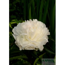 Paeonia 'Shirley Temple'