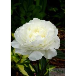 Paeonia 'Snow Supreme'