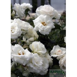 Rosa CITYFLOR 'Aspirin Rose'®