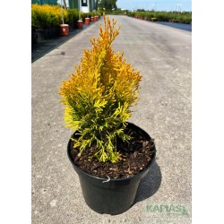 Thuja occidentalis 'Yellow Diamond' PBR