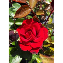 Rosa INGRID BERGMAN 'Poulman'