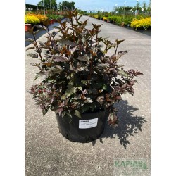 Physocarpus opulifolius LITTLE JOKER 'Hoogi021'PBR