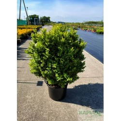 Buxus sempervirens