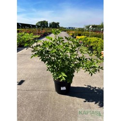 Sambucus nigra