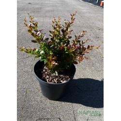 Berberis media x 'Red Jewel'