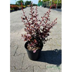 Berberis thunbergii 'Red D.J.'